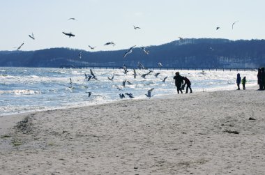 martı ile Baltık beach