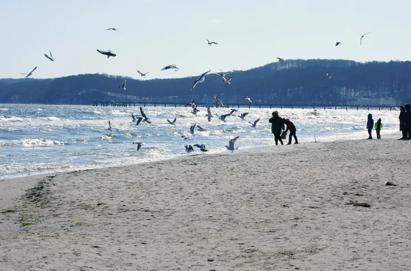 Praia do Báltico com gaivotas — Fotografia de Stock