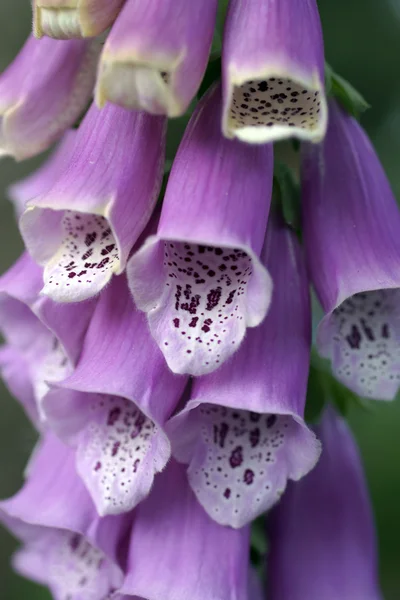 Vingerhoedskruid — Stockfoto