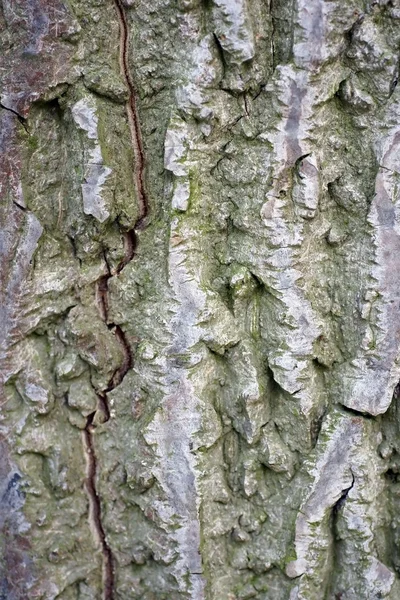 Corteza de árbol fondo — Foto de Stock