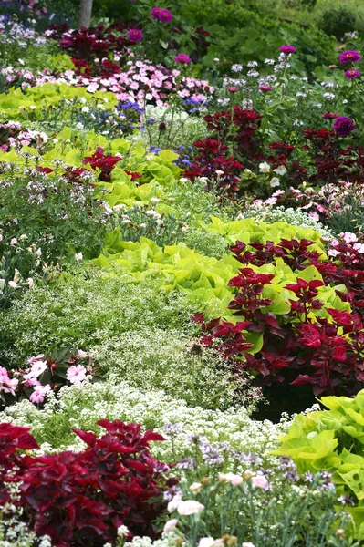 Colorful Flower bed — Stock Photo, Image