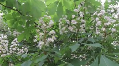 Rüzgarda sallanan bir kestane ağacı.