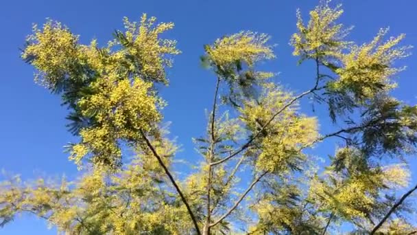 Ανθισμένο Δέντρο Μιμόζα Που Κινείται Από Τον Άνεμο Γαλάζιο Ουρανό — Αρχείο Βίντεο