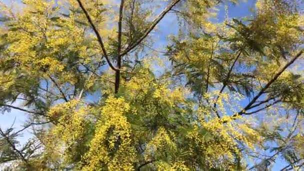 Mimosa Árvore Florescente Movida Pelo Vento Com Céu Azul — Vídeo de Stock