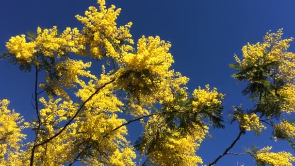 Kvetoucí Strom Mimózy Pohnutý Větrem Modrou Oblohou — Stock video