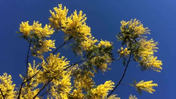 Blommande Mimosa Träd Rörd Vinden Med Blå Himmel — Stockvideo