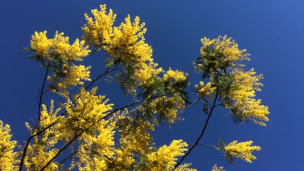 Árbol Mimosa Floreciente Movido Por Viento Con Cielo Azul — Vídeos de Stock