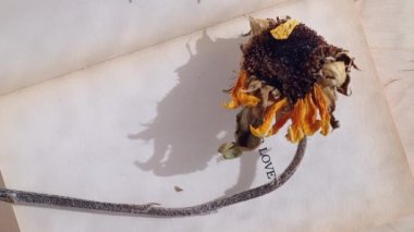 Sevgi sözcüğüyle açılmış eski bir kitap. Kitap sayfasında sarı kurutulmuş ayçiçeği. Hareketli perde gölgeleri.
