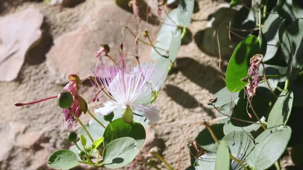 Planta Alcaparra Con Flor Largos Estambres Violetas Pétalos Blancos — Vídeos de Stock