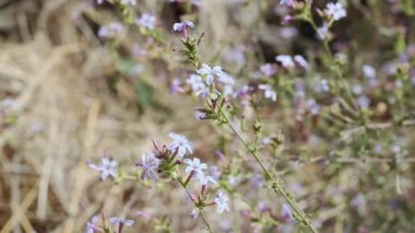 Leadwort.mov 'un çiçek açan bitkisi.