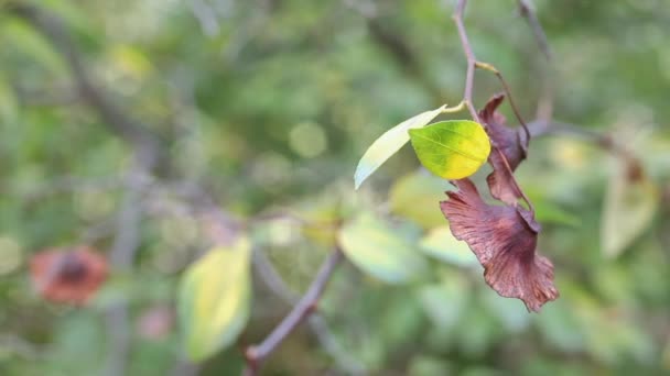 Plante de jerusalthorn avec des fruits bruns. — Video