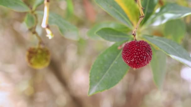 Owoce drzewa truskawkowego -arbutus unedo -.mov — Wideo stockowe