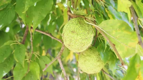 Gelbe Früchte der Osage Orangenbaum — Stockvideo