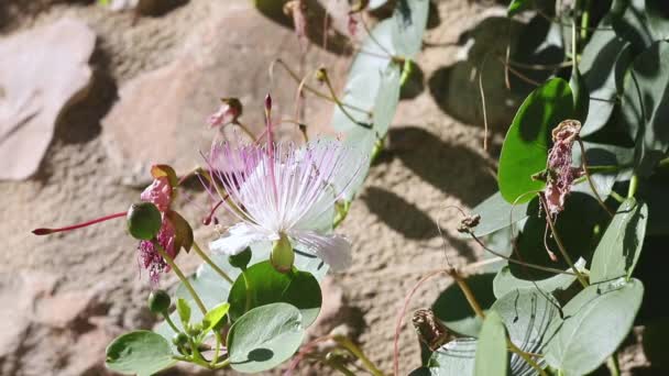 Flowering caper plant close up.mov — Stok Video