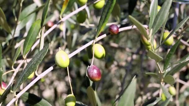 Ελιά με πράσινο και μαύρο olives.mov — Αρχείο Βίντεο