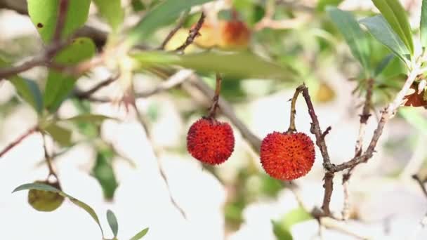 Aardbeiboom met rood fruit.mov — Stockvideo