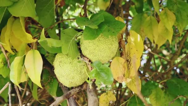 Árvore de laranja osage fruits.mov amarelo — Vídeo de Stock