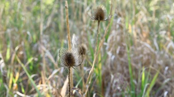 Torkade oodlade blommor av teasel.mov — Stockvideo