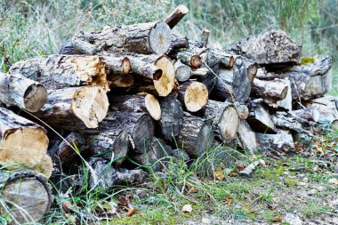Bir alana istiflenmiş kütükler yığını ,