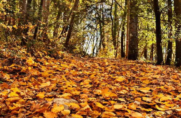Erdő Ősszel Falevelek Gyalogúton Stock Kép