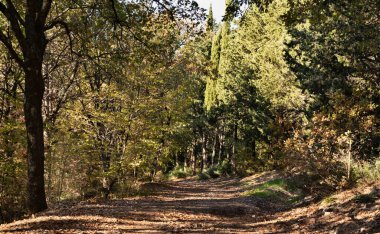 İtalya 'nın Assisi, Subasio Dağı' ndaki güzel sonbahar ormanı güneşli bir günde kırsal yol ile