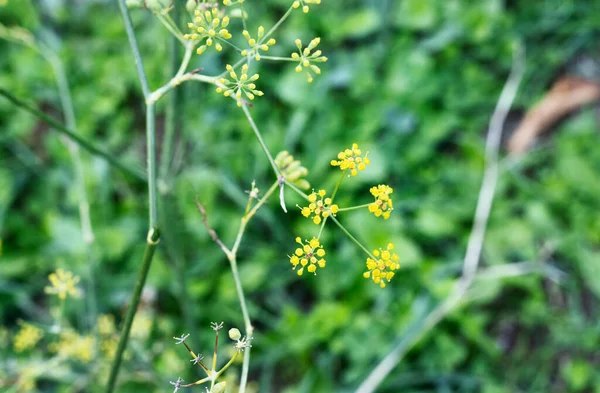 Sarı Rezene Çiçekleri Aromatik Bitkiler — Stok fotoğraf
