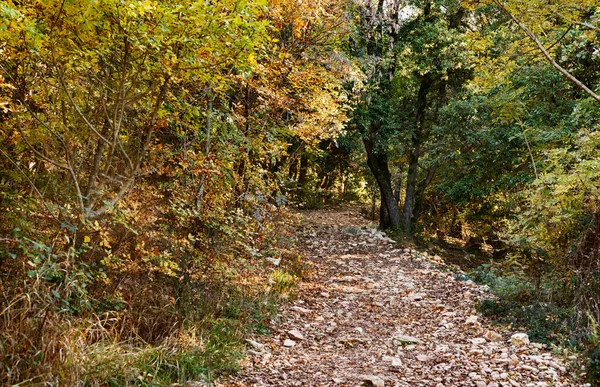 İtalya 'nın Assisi, Subasio Dağı' ndaki güzel sonbahar ormanı güneşli bir günde kırsal yol ile
