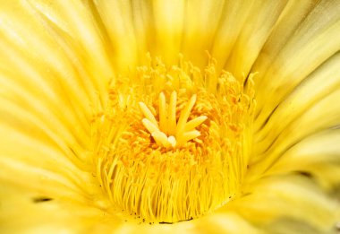 Sarı kaktüs çiçeği detayı, turuncu pullar ve parlak sarı yapraklar. 