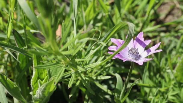 Flor púrpura de tabla anemone.mov — Vídeo de stock