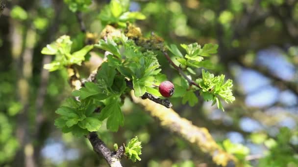 Red berry of common hawthorn.mov — ストック動画