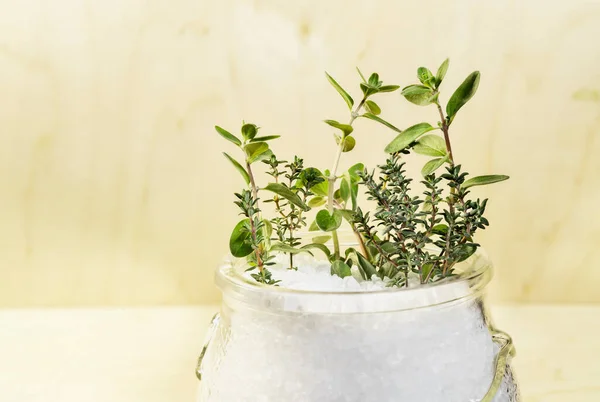 Twig Fresh Origan Thyme Coarse Salt Bowl — Stock Photo, Image