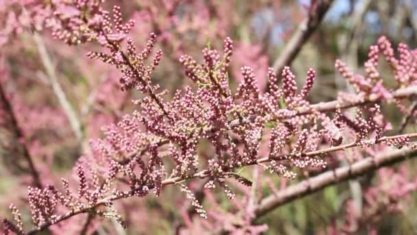 Κλάδος Ροζ Λουλούδια Tamarix Αλυκή Κέδρος Όμορφο Διακοσμητικό Φυτό — Αρχείο Βίντεο