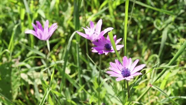 Violette Blüten Der Anemone Hortensis Laubanemone Mehrjährige Blühende Pflanze — Stockvideo