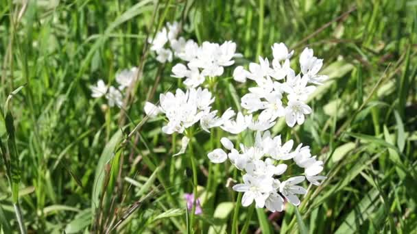 White Flowers Neapolitan Garlic Also Known Daffodil Garlic Wood Garlic — Wideo stockowe