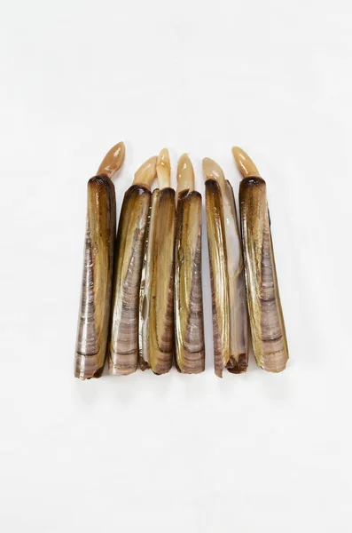 Horse teeth bones Stock Photos, Royalty Free Horse teeth bones Images ...