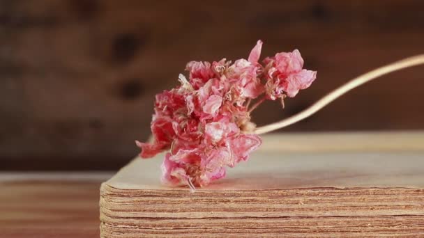 Fleur Rouge Séchée Sur Vieux Livre Livre Clôture Souvenirs Activité — Video