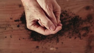  Saksı toprağı olan kadın elleri, iş yerinde bahçıvanlık, toprak içinde eller. 