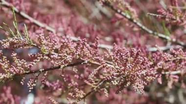 Branch with pink flowers od tamarix salt cedar tree , beautiful ornamental plant