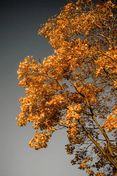 Autumn gold tree on gray background