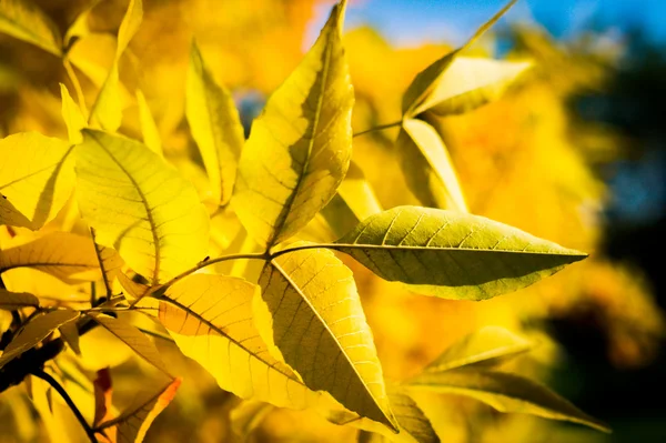 Autumn yellow tree with blue sky — Stock Photo, Image