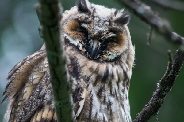 Horned Owl Sitting on a Tree Limb — Stock Photo, Image