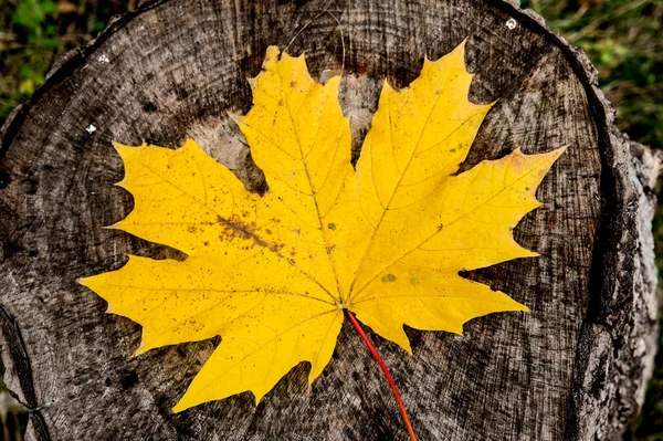 Yellow maple leaf lying on a brown stump — Stock Photo, Image