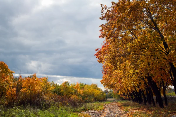 Paysage rural avec des arbres de couleur automne — Photo