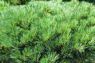 Noel ağacının iğneleri