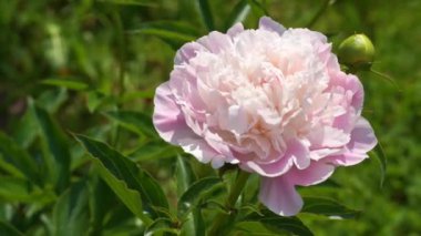 Bahçede çiçek açan beyaz şakayıklar