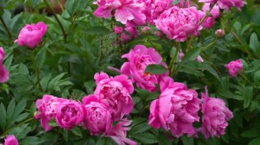 Bahçede çiçek açan pembe şakayıklar