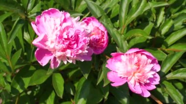 Bahçede çiçek açan pembe şakayıklar