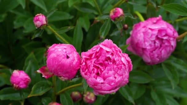 Pivoines Roses Fleuries Dans Jardin — Video