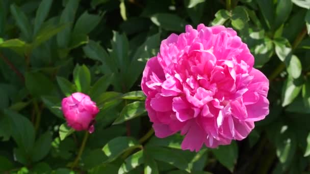 庭の花のピンクの牡丹 — ストック動画
