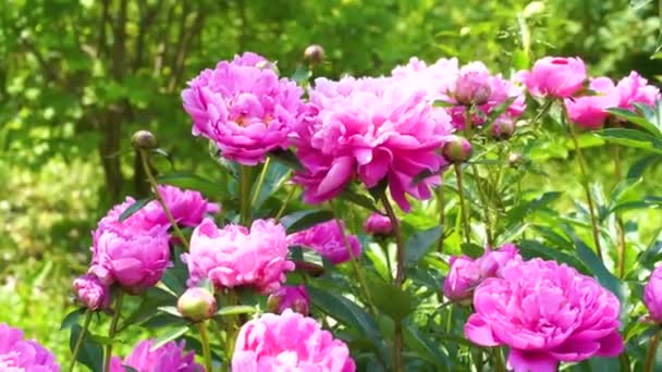 Ανθισμένες Ροζ Παιώνιες Στον Κήπο — Αρχείο Βίντεο